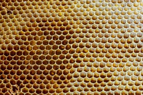 Background texture and pattern of a section of wax honeycomb from a bee hive  Stock Photos