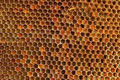 Background texture and pattern of a section of wax honeycomb from a bee hive  Stock Photos