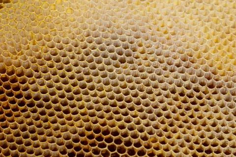 Background texture and pattern of a section of wax honeycomb from a bee hive  Stock Photos