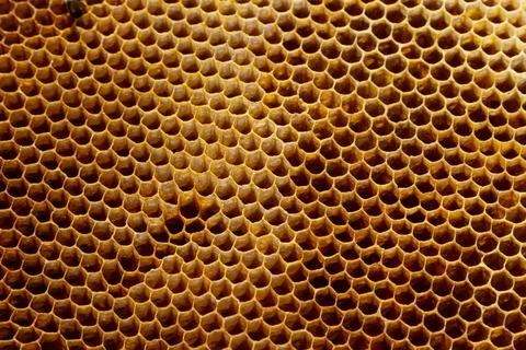 Background texture and pattern of a section of wax honeycomb from a bee hive  Stock Photos