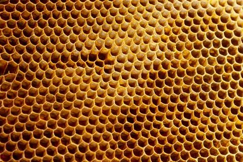 Background texture and pattern of a section of wax honeycomb from a bee hive  Stock Photos