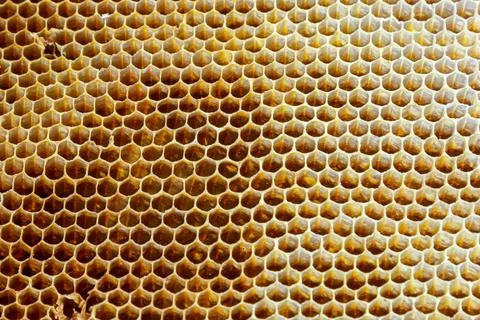 Background texture and pattern of a section of wax honeycomb from a bee hive  Stock Photos