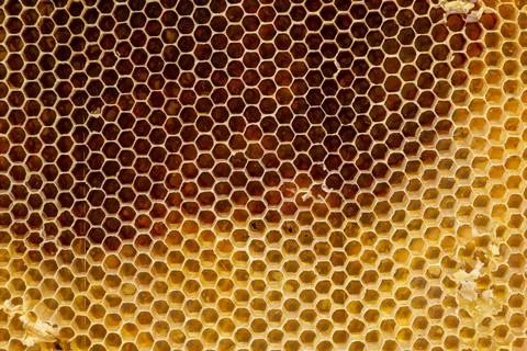 Background texture and pattern of a section of wax honeycomb from a bee hive  Stock Photos