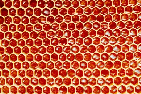 Background texture and pattern of a section of wax honeycomb from a bee hive Stock Photos