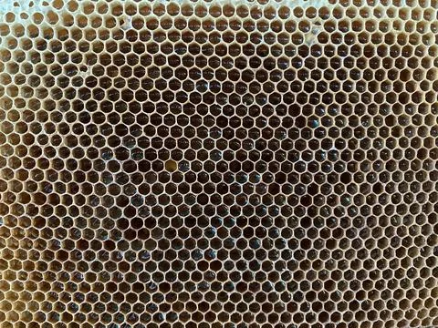 Background texture and pattern of a section of wax honeycomb from a bee hive Stock Photos