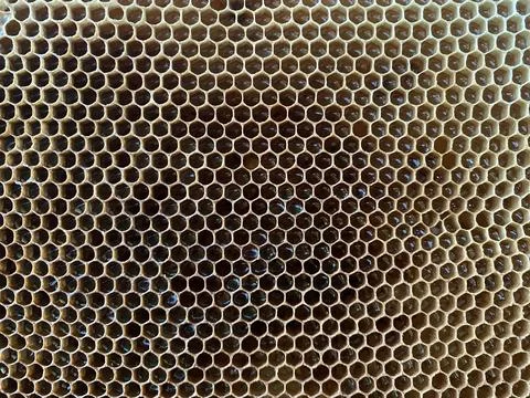 Background texture and pattern of a section of wax Stock Photos