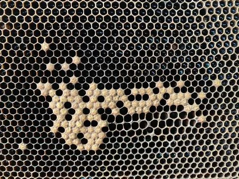Background texture and pattern of a section of wax Stock Photos