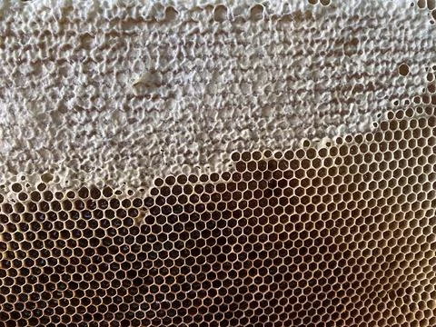 Background texture and pattern of a section of wax Stock Photos