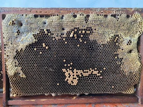 Background texture and pattern of a section of wax Stock Photos
