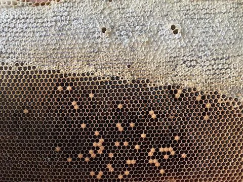 Background texture and pattern of a section of wax Stock Photos