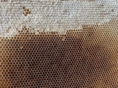 Background texture and pattern of a section of wax Stock Photos