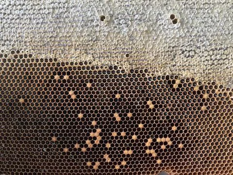 Background texture and pattern of a section of wax Stock Photos