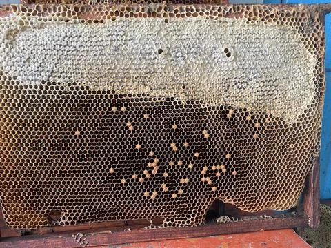 Background texture and pattern of a section of wax Stock Photos
