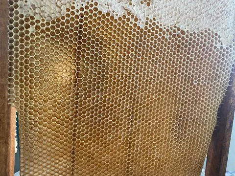 Background texture and pattern of a section of wax Stock Photos