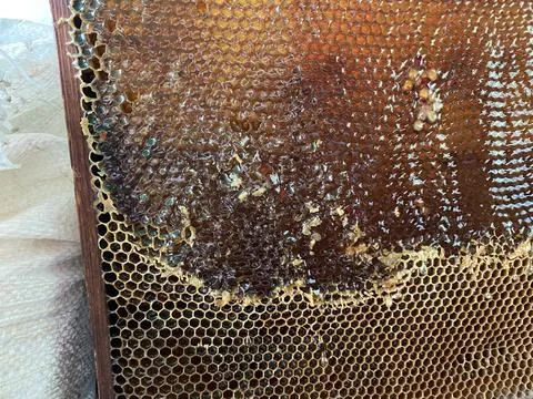 Background texture and pattern of a section of wax Stock Photos