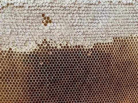 Background texture and pattern of a section of wax Stock Photos