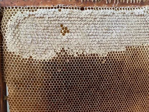 Background texture and pattern of a section of wax Stock Photos