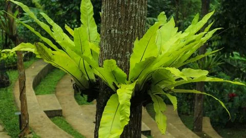 Background Texture Asplenium Nidus plants live attached to tree trunks. Stock Photos