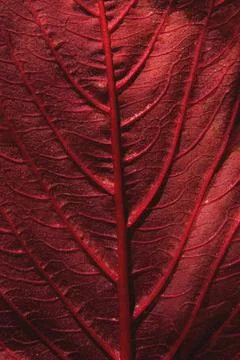 Background, texture autumn sheet close-up . Stock Photos