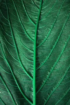 Background, texture autumn sheet close-up . Stock Photos