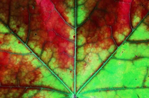 Background, texture autumn sheet close-up . Stock Photos