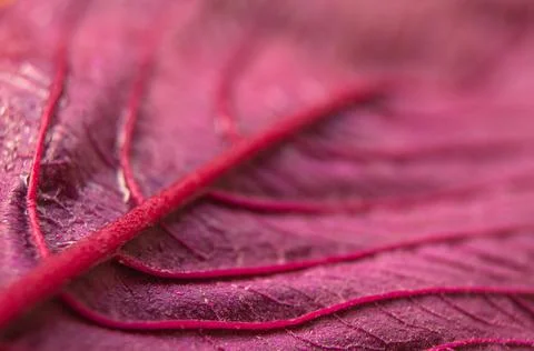 Background, texture autumn sheet close-up . Stock Photos