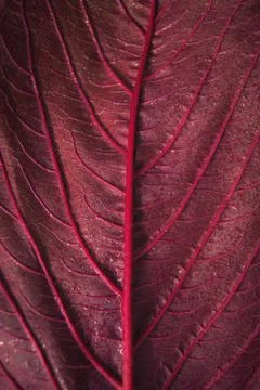 Background, texture autumn sheet close-up . Stock Photos