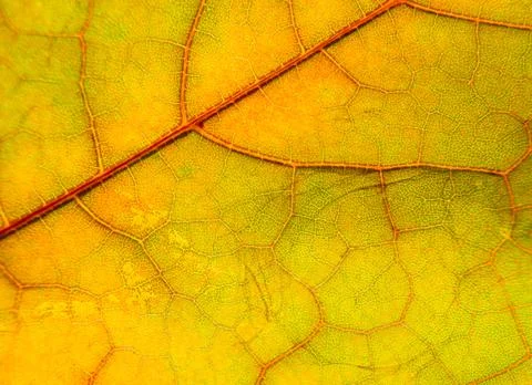 Background, texture autumn sheet close-up . Stock Photos