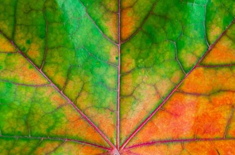 Background, texture autumn sheet close-up . Stock Photos