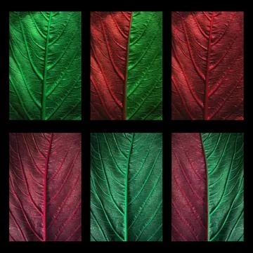 Background, texture autumn sheet close-up Stock Photos