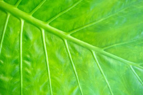 Background texture of backlit green leaf veins Foto stock