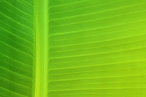 Background texture of banana leaf Stock Photos
