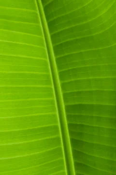 Background texture of banana leaf for your design Stock Photos
