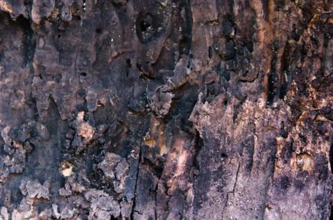 Background with texture of bark of logs Stock Photos