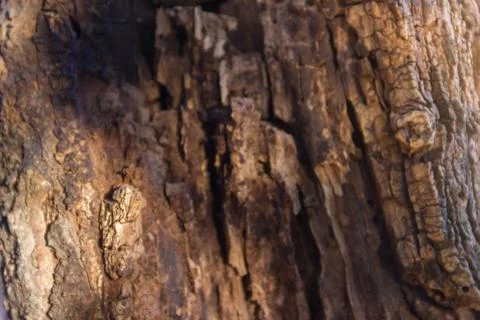 Background with texture of bark of logs Stock Photos