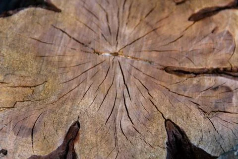 Background with texture of bark of logs Stock Photos