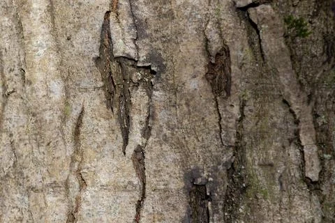 Background, texture . bark of an old tree with cracks Stock Photos