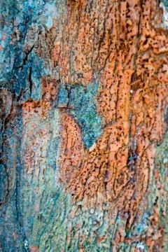 Background texture of the bark of a tree Stock Photos