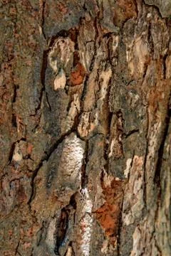 Background texture of the bark of a tree Stock Photos