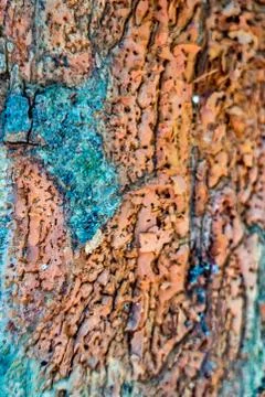 Background texture of the bark of a tree Stock Photos