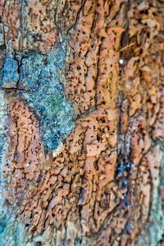 Background texture of the bark of a tree Stock Photos