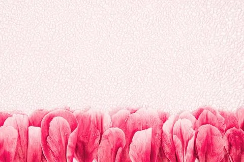 Background texture of beautiful delicate pink rose peony petals Stock Photos