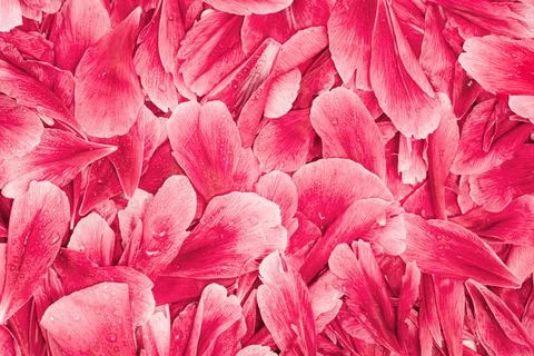 Background texture of beautiful delicate pink rose peony petals Stock Photos