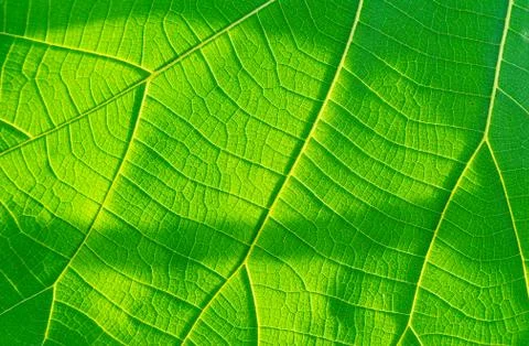 Background texture, Beautiful green leaf texture Stock Photos