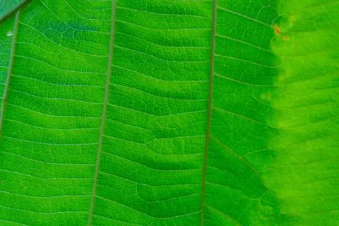 Background texture, Beautiful green leaf texture Stock Photos