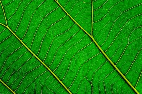 Background texture, Beautiful green leaf texture Stock Photos