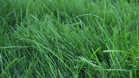 Background texture of beautiful thick grass Stock Footage 139505007