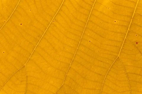 Background texture, Beautiful yellow leaf texture Stock Photos