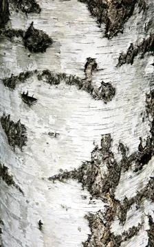Background texture of birch bark Stock Photos