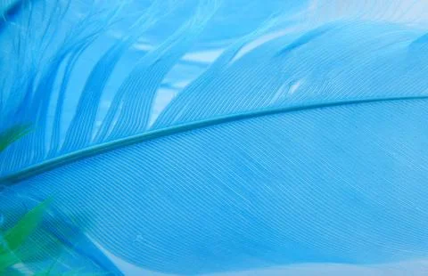 Background, texture of a bird's feather close-up Stock Photos
